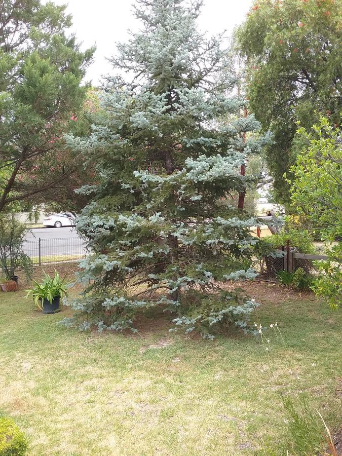 Langley Cottage B&B Coonabarabran Eksteriør bilde